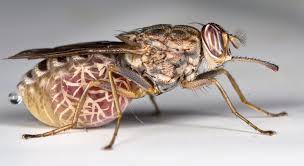 tsetse fly